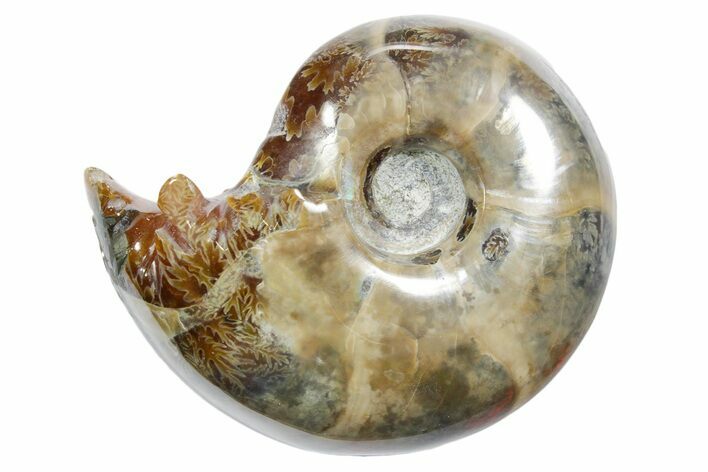 Polished Ammonite (Eotetragonites?) Fossil - Madagascar #349841